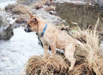 Australian Cattle Dog Blue Heeler Dogs Available for Adoption - Storm | PetCurious