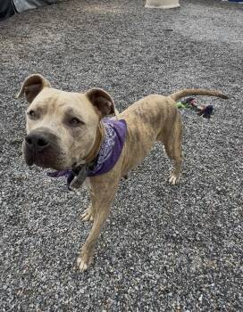 Rescue Pit Bull Terrier Dogs for Adoption in Marion, North Carolina - Georgia | PetCurious