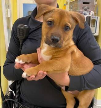 Rescue Dachshund and Mixed Breed Dogs for Adoption in De Soto, Iowa - Jax Fka Cinnamon Sprout | PetCurious