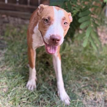 Kala -  Pit Bull Terrier Dog for Adoption in Krum, Texas - Kala | PetCurious