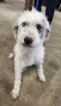 Muffin -  Australian Shepherd and Poodle Dog for Adoption in Severance, Colorado - Muffin | PetCurious