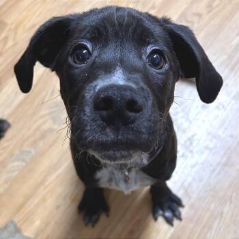 Black Labrador Retriever and Mixed Breed Dogs Available for Adoption in Fredericksburg, Virginia - Hawthorne | PetCurious