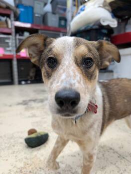 Australian Cattle Dog Blue Heeler and Shepherd Dogs Available for Adoption - Puppy Cindy Lou | PetCurious