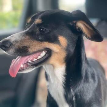 Rescue Whippet Dogs for Adoption in Cupertino, California - DORY B Jan 2025 25 Lbs | PetCurious