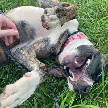 DELILAH -  Boxer and Mixed Breed Dog for Adoption in Indianapolis, Indiana - DELILAH | PetCurious