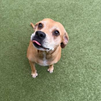 Mixed Breed Dogs Available for Adoption - Molly | PetCurious