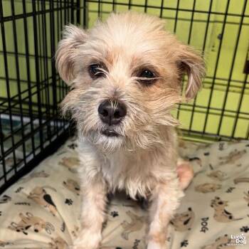 Midgi -  Shih Tzu Dog for Adoption in Washington, District Of Columbia - Midgi | PetCurious
