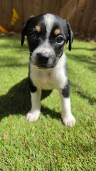 Aladdin -  Dachshund Dog for Adoption in Shawnee, Oklahoma - Aladdin | PetCurious