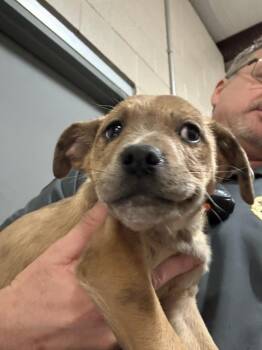 Labrador Retriever and Mixed Breed Dogs Available for Adoption - Bit | PetCurious