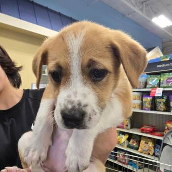 Raven Mason RR UT -  Cattle Dog Dog for Adoption in Las Vegas, Nevada - Raven Mason RR UT | PetCurious