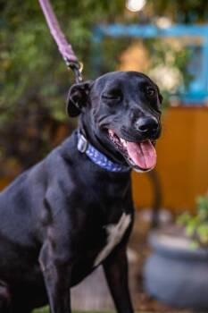 Labrador Retriever Dogs Available for Adoption in Anacortes, Washington - Neri | PetCurious