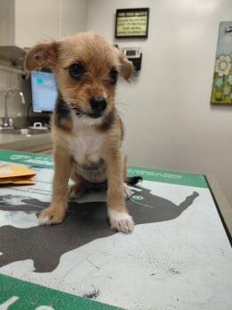 Rescue Maltipoo and Chihuahua Dogs for Adoption in Floral Park, New York - Ronnie | PetCurious