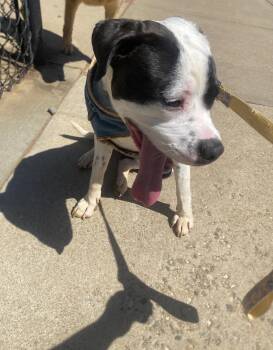 Eeyore -  American Staffordshire Terrier Dog for Adoption in Holly Springs, North Carolina - Eeyore | PetCurious