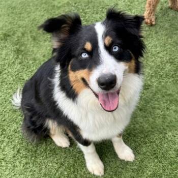 Australian Shepherd Dogs Available for Adoption in Newport Beach, California - Kiki | PetCurious