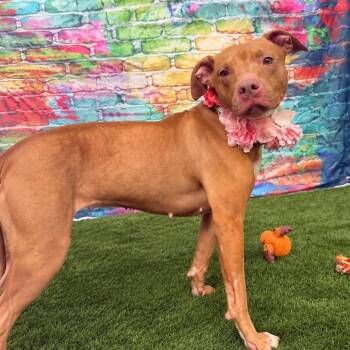 Story -  Mixed Breed Dog for Adoption in Warren, Ohio - Story | PetCurious