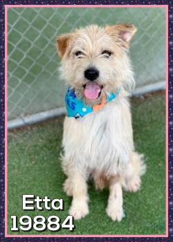 ETTA (also see PERCY) -  Terrier Dog for Adoption in Marietta, Georgia - ETTA (also See PERCY) | PetCurious