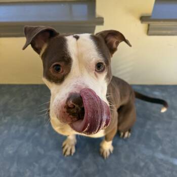 Pit Bull Terrier and Mixed Breed Dogs Available for Adoption - Pugsly | PetCurious