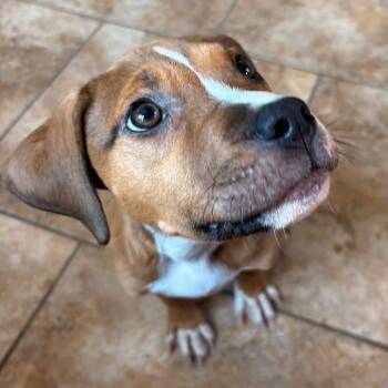 Boxer Dogs Available for Adoption - Daisy | PetCurious