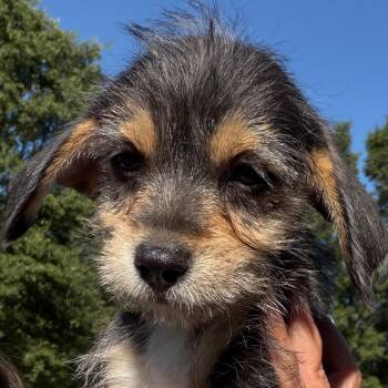 Paisley - med green -  Terrier and Miniature Pinscher Dog for Adoption in Greenfield, Indiana - Paisley - Med Green | PetCurious