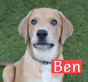 Ben -  Hound and Great Pyrenees Dog for Adoption in Fort Worth, Texas - Ben | PetCurious