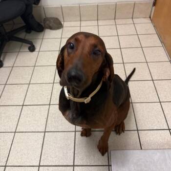 Pooter -  Mixed Breed Dog for Adoption in Charleston, West Virginia - Pooter | PetCurious