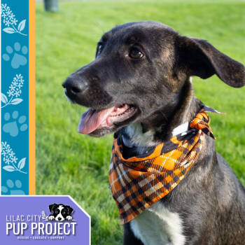 Rescue Shepherd Dogs for Adoption in Spokane, Washington - Rosie | PetCurious