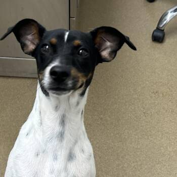Mickey -  Rat Terrier and Mixed Breed Dog for Adoption in Corpus Christi, Texas - Mickey | PetCurious