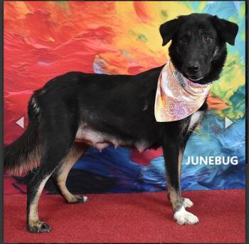 Junebug -  Shepherd Dog for Adoption in Gilbert, Arizona - Junebug | PetCurious