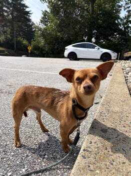 Boris -  Chihuahua and Mixed Breed Dog for Adoption in West Chester, Pennsylvania - Boris | PetCurious