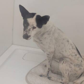 Cattle Dog Dogs Available for Adoption - ZAYA | PetCurious