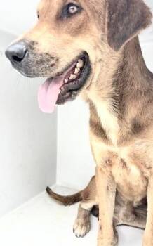 A657444 -  Labrador Retriever Dog for Adoption in Houston, Texas - A657444 | PetCurious