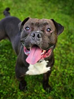 Gilbert -  American Bully Dog for Adoption in Bay City, Michigan - Gilbert | PetCurious