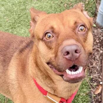 Cyrus -  Mixed Breed Dog for Adoption in Largo, Florida - Cyrus | PetCurious