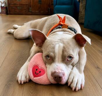 Teddy -  American Staffordshire Terrier Dog for Adoption in Houston, Texas - Teddy | PetCurious