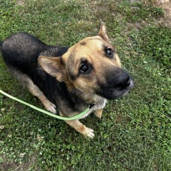 Raven -  Shepherd Dog for Adoption in Greenville, South Carolina - Raven | PetCurious