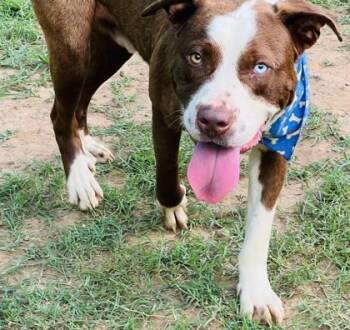 Fred $85 -  Pit Bull Terrier and Mixed Breed Dog for Adoption in Seneca, South Carolina - Fred $85 | PetCurious