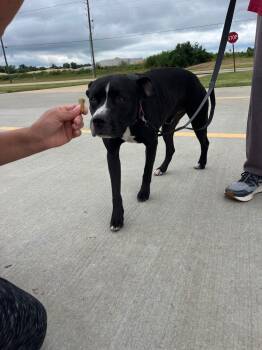 Rescue Terrier and Mixed Breed Dogs for Adoption in Bossier City, Louisiana - Rocky | PetCurious