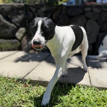Master P -  Rat Terrier and Jack Russell Terrier Dog for Adoption in Keaau, Hawaii - Master P | PetCurious