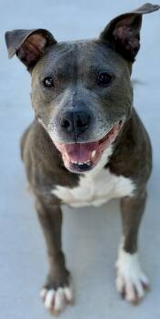 Rielle -  Pit Bull Terrier Dog for Adoption in Sandusky, Michigan - Rielle | PetCurious