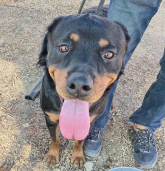 Rottweiler and Mixed Breed Dogs Available for Adoption - AXEL | PetCurious