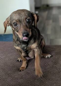 Binah -  Dachshund Dog for Adoption in Charlotte, North Carolina - Binah | PetCurious