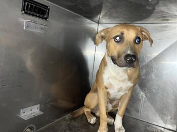 Rescue Mixed Breed Dogs for Adoption in Dallas, Texas - TIOGA | PetCurious