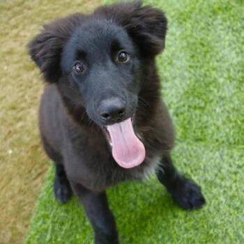 Panini -  Flat Coated Retriever and Mixed Breed Dog for Adoption in Hopkinton, Massachusetts - Panini | PetCurious