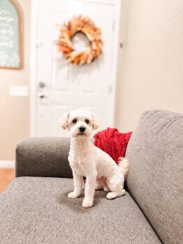 Louie -  Miniature Poodle Dog for Adoption in Goodyear, Arizona - Louie | PetCurious