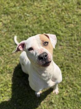 Staffordshire Bull Terrier Dogs Available for Adoption - Hazel | PetCurious