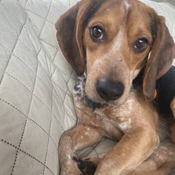 Rescue Beagle Dogs for Adoption in Northbrook, Illinois - Beat Box | PetCurious