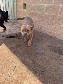 AMALIA -  American Bulldog Dog for Adoption in Hobbs, New Mexico - AMALIA | PetCurious