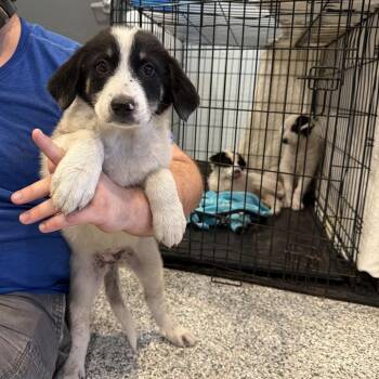 Mixed Breed Dogs Available for Adoption in Port Charlotte, Florida - 0474-D26 | PetCurious