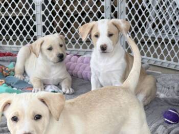 Labrador Retriever and Carolina Dog Dogs Available for Adoption - Einstein | PetCurious