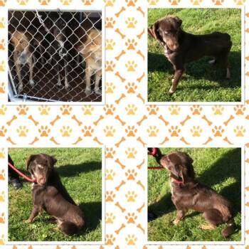 HERSHEY -  Collie Dog for Adoption in Buckhannon, West Virginia - HERSHEY | PetCurious
